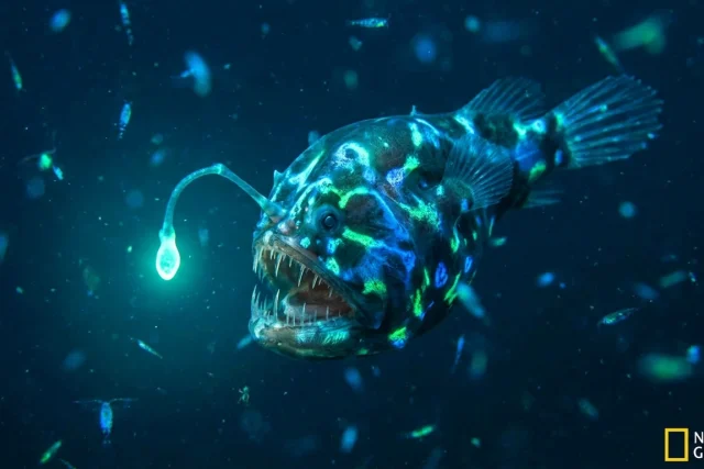 peixe abissal